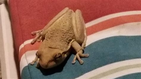 West coast FL, what species frog is this? I found it on my porch eating