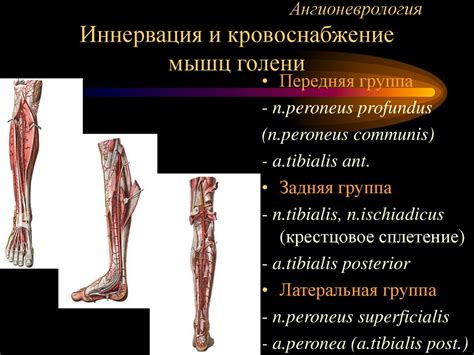 Ангионеврология - презентация онлайн