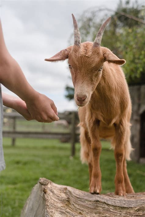 "Child Has Fun Feeding And Petting Animals At The Petting Zoo" by ...