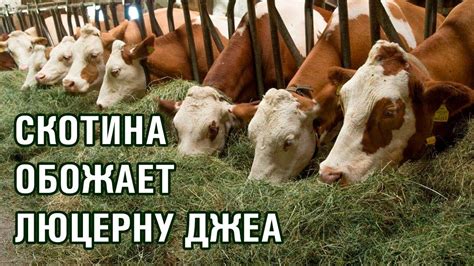 9-серия. Скотина обожает есть люцерну Джеа. Польза для скотины от ...