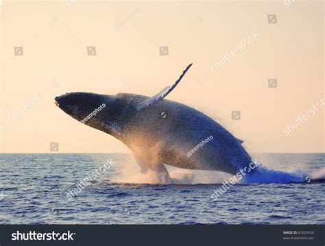 Humpback Whale Breaching Stock Photo 61029559 | Shutterstock