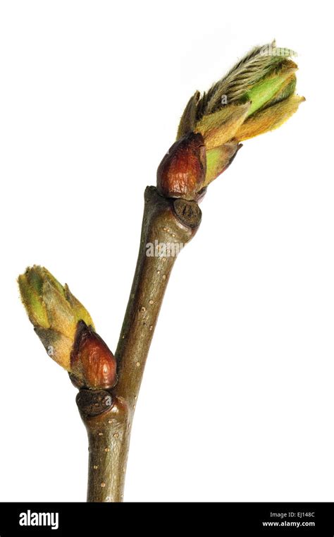 Sweet chestnut (Castanea sativa) buds opening and leaves emerging in ...