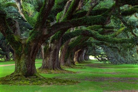 quercia quercus alberi caratteristiche della quercia