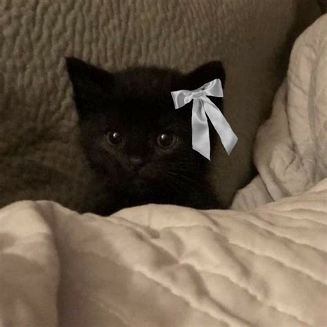 котейка 2 не мой но бантик делала я просьба не брать пин💋🎀 nel 2025 ...