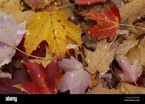 fall foliage leaves closeup Stock Photo - Alamy