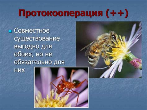 Животные и окружающая среда - презентация онлайн