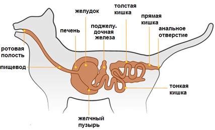 Класс Млекопитающие (Звери)