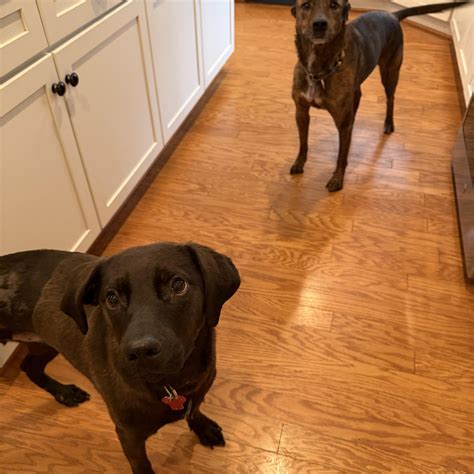 Barkers Pet Sitting Service | Charlottesville VA