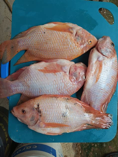 Tilapia por kg | Pescado fresco y de alta calidad | Croper