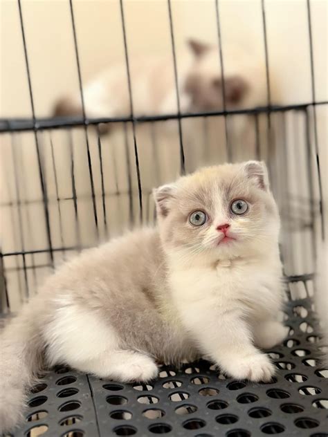 meo munchkin trang  tren  pet house cua hang thu cung va phu kien