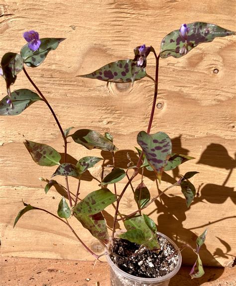 Rare Tinantia Pringlei / Mexican Spotted Tradescantia Starter - Etsy