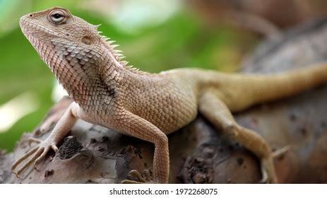 2,096 Indian chameleon Images, Stock Photos & Vectors | Shutterstock