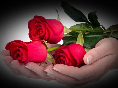 Pin by N.K on Red roses 2 | Rose flower pictures, Beautiful rose ...