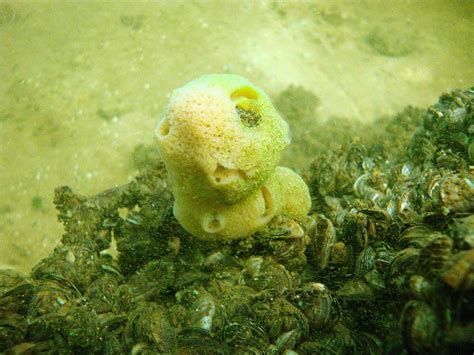 Album: 20111016-S5965-Ephydatia-fluviatilis-zoetwaterspons-plasKatwijk