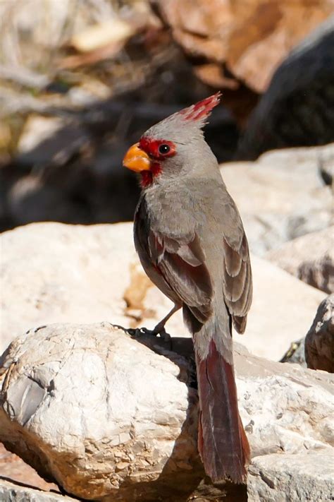 The Desert Cardinal • Into the Light Adventures Bird Photography