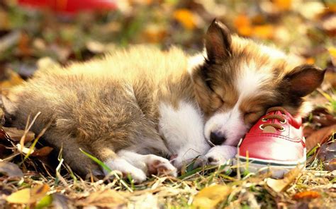 Pembroke Welsh Corgi puppy sleeping on a red shoe wallpaper - Animal ...