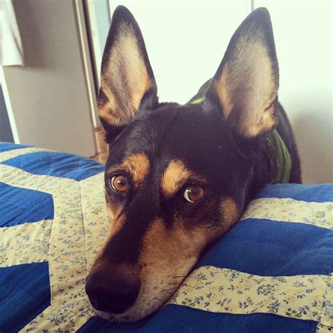 Adopted Doberman x Husky: Meet Loki