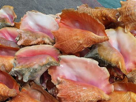 conch taste  lets talk     pro
