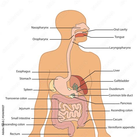 Digestive System Labeled Model
