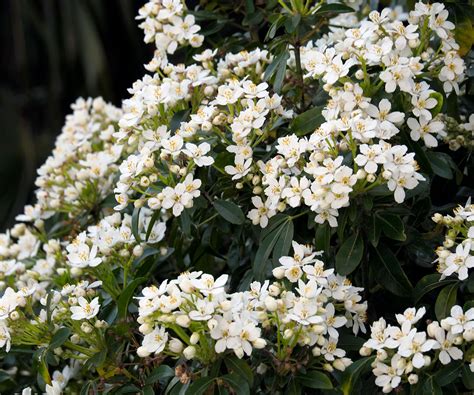 Mexican orange blossom growing guide: choisya shrub care | Homes and