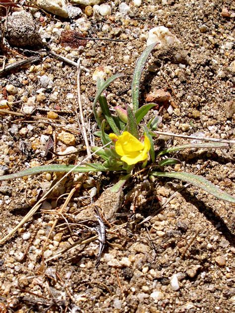 species detail forb