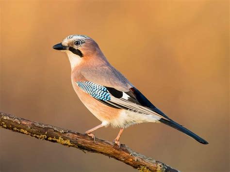 19 common British birds in your garden | lovethegarden | Common british ...