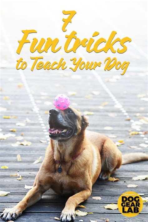 dog brain train  fun tricks  teach  dog