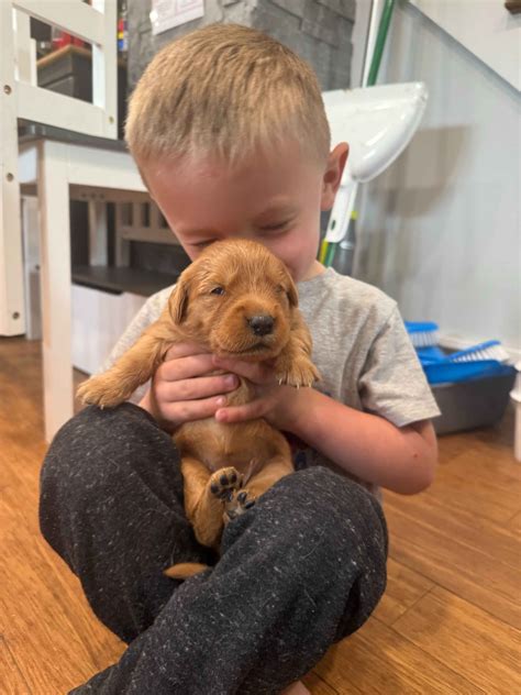 Golden Ridge Retrievers - Golden Retriever Puppies For Sale In Saint