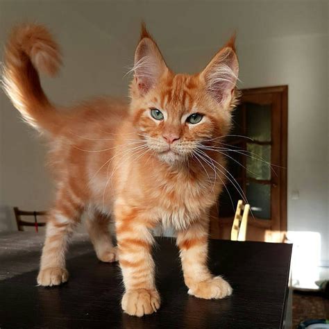 Рыжий мейкун кошка фото
