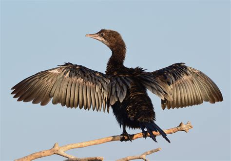 Малък корморан | Author Dimitar Rusev - DMTR | PHOTO FORUM