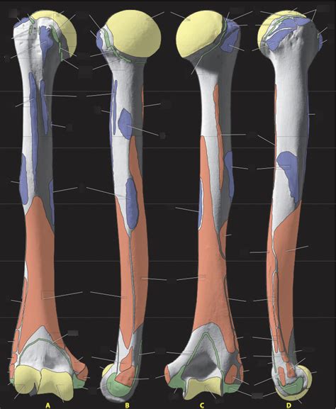 humerus articular surfacesattachments diagram quizlet