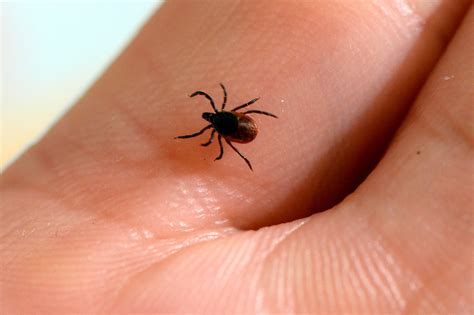 Illnesses from ticks, mosquitoes, flea bites have tripled in recent