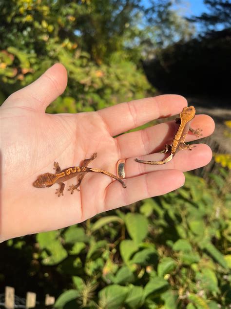 Premium Crested Gecko Babies For Sale | American Reptile Distributors