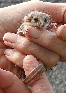 feathertail glider wikipedia