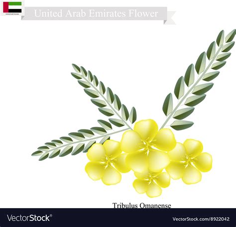 National Flower Of Uae Name