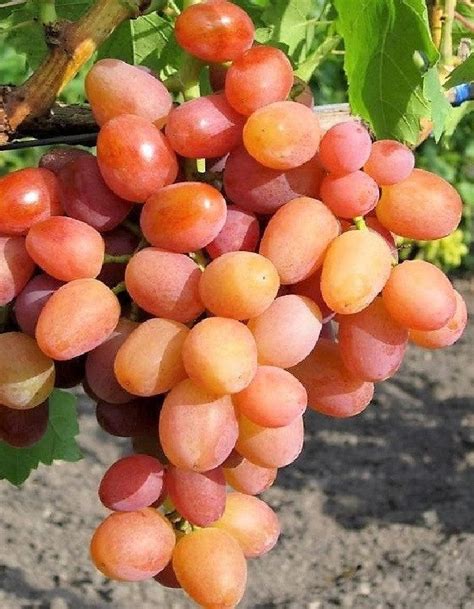 Виноград Богема Фото — Картинки