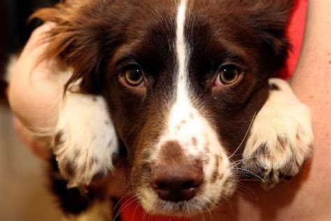 Does Cuddling My Dog Release Oxytocin? The Science Behind The Bond