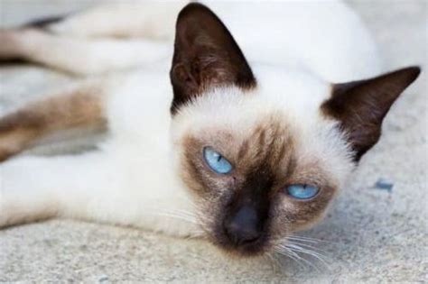 nama kucing terbaik awalan huruf  jantan betina netral  binatang