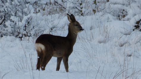 European Roe Deer | MarkEisingBirding