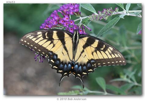 Papilio g. glaucus (live adults, page 5)