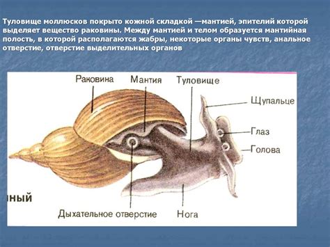 Тип Моллюски - презентация онлайн
