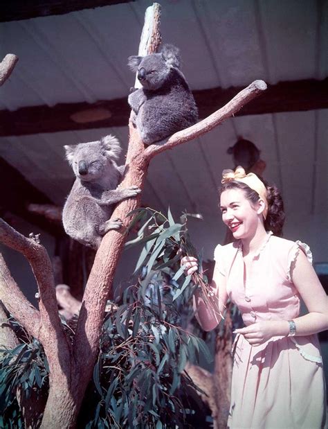 Koalas at Taronga Park Zoo | naa.gov.au