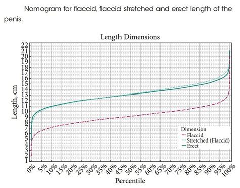 scientists measured  penises  determined  average size
