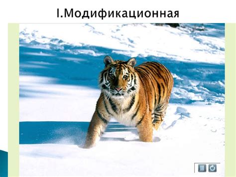 Модификационная изменчивость - презентация онлайн
