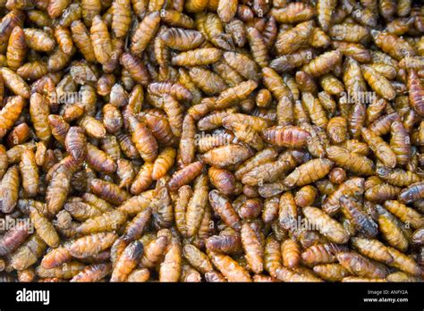 Bugs to eat street food stall Bangkok Thailand Stock Photo: 5066537 - Alamy