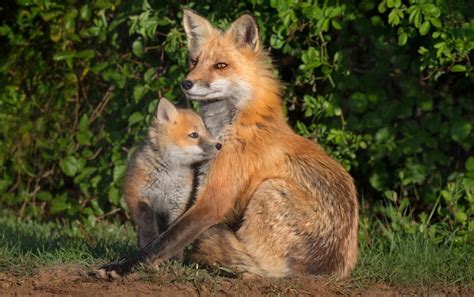 10 Cute Fox Photos and Fun Facts to Brighten Your Day | Woman's World