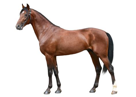 benefits  phycom algae  feed  horses phycom  algae creators