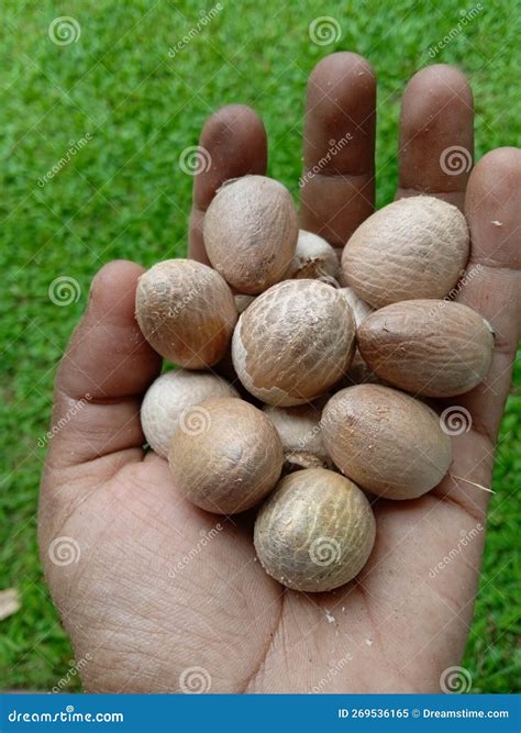 Sri Lankan Betel Nut - Areca Catechu Stock Image - Image of agriculture