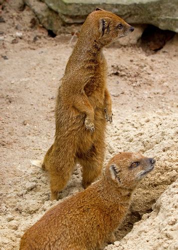 Rikki-tikki-tavi Characters Flashcards | Quizlet