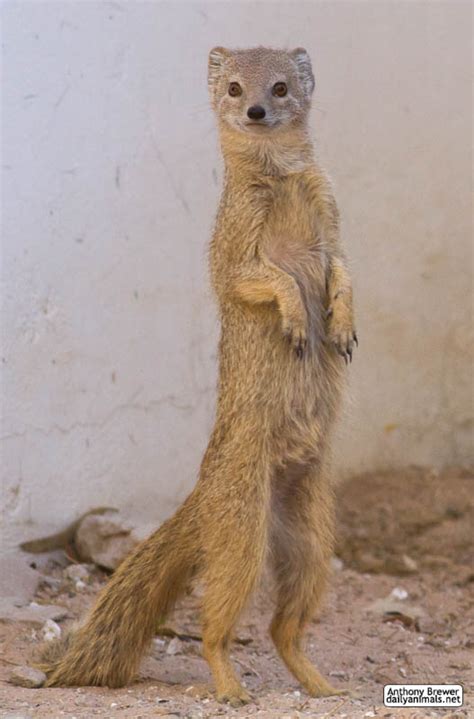 Standing mongoose — Weasyl
